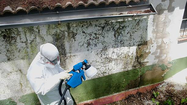 Top rated local Mold Cleanup specialists in Hawthorne, FL